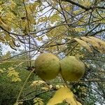 Juglans nigra Frugt