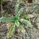 Acaena cylindristachya Ravina