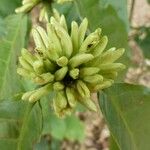 Camptotheca acuminata Frucht