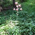 Lilium martagonFlower