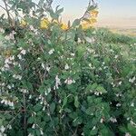 Symphoricarpos rotundifolius Flor