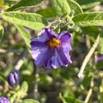 Lycianthes lycioides 花