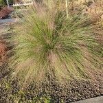 Muhlenbergia capillaris 整株植物