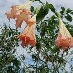 Brugmansia suaveolens Blomst