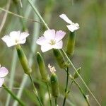 Dianthus sylvestrisFlor