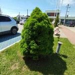 Picea glauca Blad