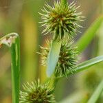 Sparganium emersum Mbuma
