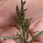 Eragrostis pilosa Fruit