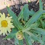 Argyranthemum maderense List