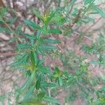 Heimia salicifolia Hoja