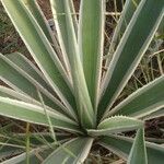 Agave vivipara Ліст