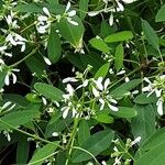 Chamaesyce hypericifolia Хабит
