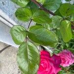 Rosa gallica Lapas
