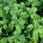 Mentha arvensis برگ