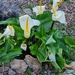 Calla palustris 花