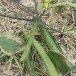 Vigna vexillata Fruto