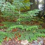 Abies nebrodensis Alia