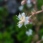 Saxifraga hirsuta Flor