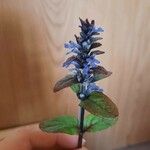 Ajuga reptansΛουλούδι