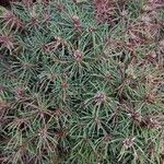 Picea glauca List