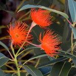 Corymbia ficifolia花