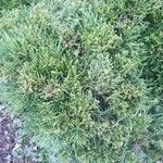 Juniperus horizontalis Blatt