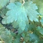 Ribes inerme Hoja