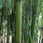 Phyllostachys reticulata Casca