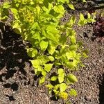 Solidago flexicaulis ശീലം