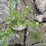 Lindernia dubia 形態