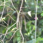 Fuchsia regia Flower