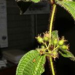 Miconia crenata Fruit