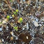 Trifolium campestreFlower