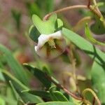 Trichodesma marsabiticum Flower