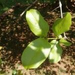 Combretum apiculatum 葉