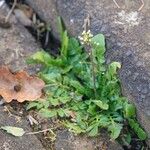 Arabidopsis thaliana Natur