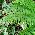 Dryopteris atrata Листок