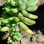 Sedum pachyphyllum Hàbitat