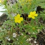 Portulaca rubricaulis Hoja