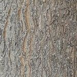 Celtis australis Bark