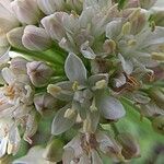 Allium denudatum Květ