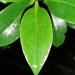 Myoporum laetum 葉