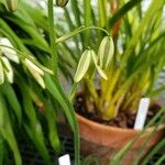 Albuca namaquensis Flower