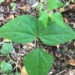 Phaseolus vulgaris Leaf