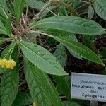 Impatiens auricoma Annet