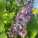 Syringa vulgarisFlower