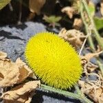 Cucumis dipsaceus Blüte