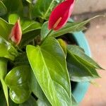 Anthurium scherzerianumЦветок