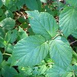 Rubus condensatus Leaf