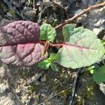 Atriplex hortensis Blatt